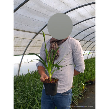 AGAPANTHUS ARTIC STAR En pot de 2-3 litres