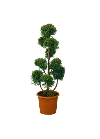 CUPRESSOCYPARIS leylandii