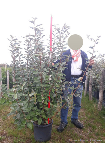 ELAEAGNUS ebbingei En pot de 15-20 litres