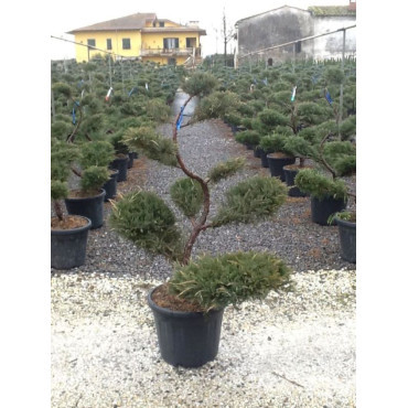 Topiaire (Plante taillée)- JUNIPERUS media Pfitzeriana GLAUCA (Genévrier bleu de Pfitzer)