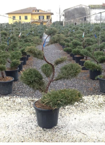 Topiaire (Plante taillée)- JUNIPERUS media Pfitzeriana GLAUCA (Genévrier bleu de Pfitzer)