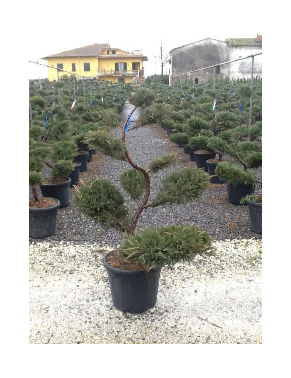Topiaire (Plante taillée)- JUNIPERUS media Pfitzeriana GLAUCA (Genévrier bleu de Pfitzer)