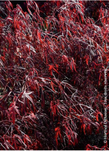 ACER palmatum ENKAN