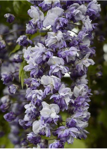 WISTERIA floribunda GRANDE DIVA CECILIA