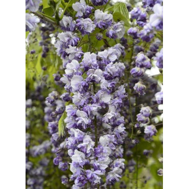 WISTERIA floribunda GRANDE DIVA CECILIA