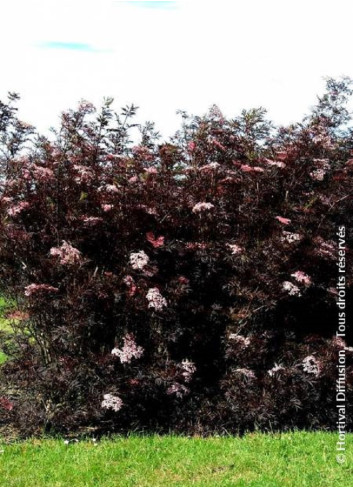 SAMBUCUS nigra BLACK LACE