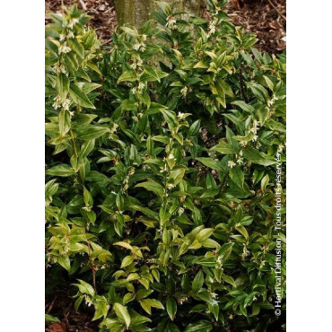 SARCOCOCCA confusa