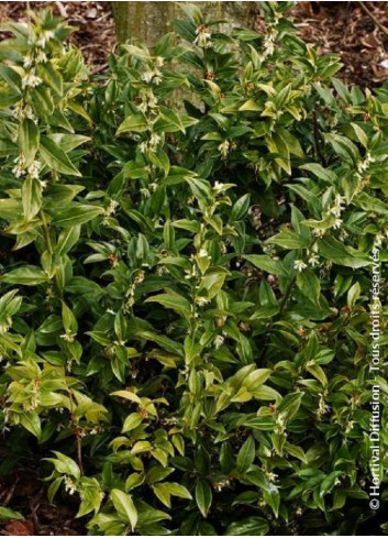 SARCOCOCCA confusa