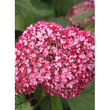 HYDRANGEA arborescens PINK ANNABELLE