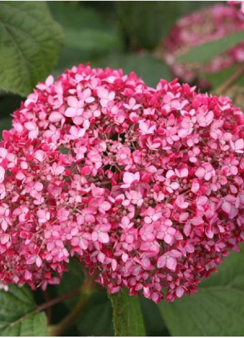 HYDRANGEA arborescens PINK ANNABELLE