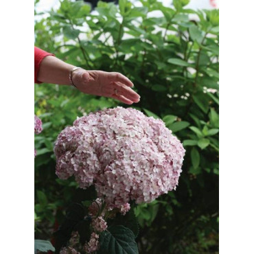 HYDRANGEA arborescens SWEET ANNABELLE