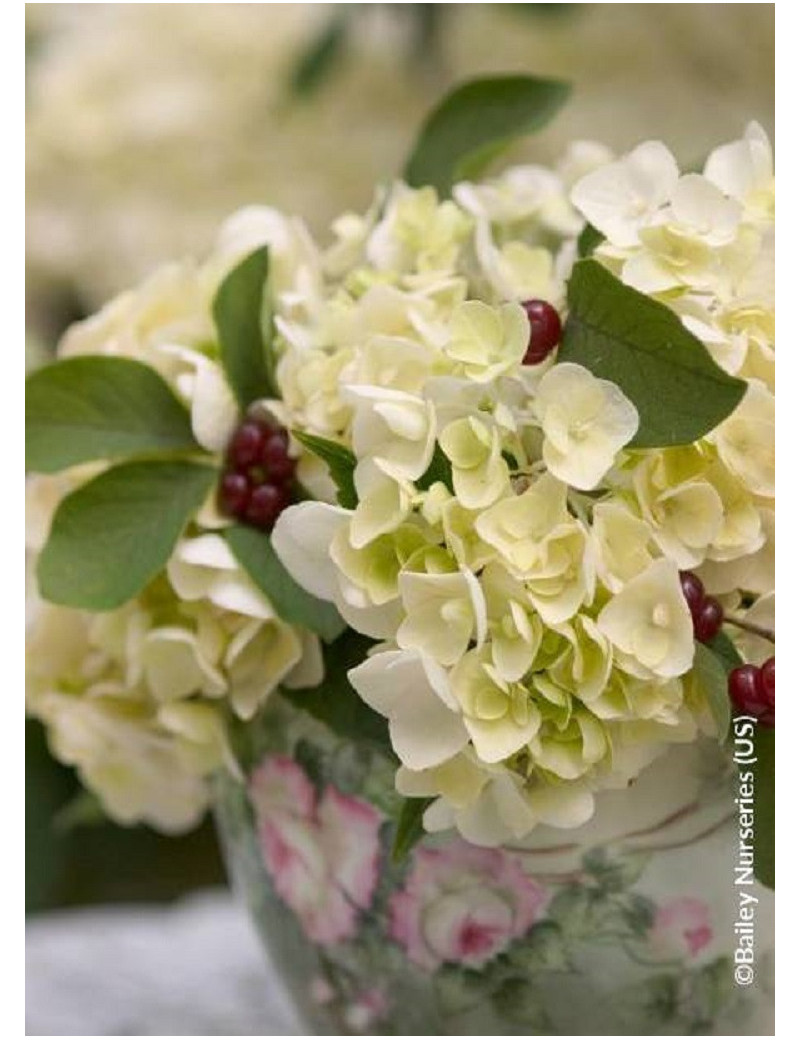 HYDRANGEA ENDLESS SUMMER BUSHING BRIDE