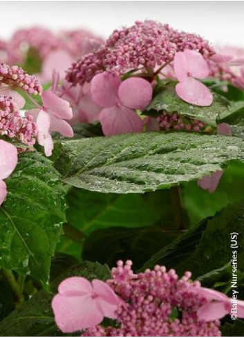 HYDRANGEA ENDLESS SUMMER TWIST-N-SHOUT ROSE