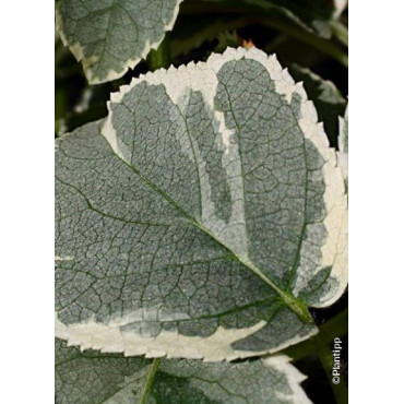 HYDRANGEA petiolaris SILVER LINING