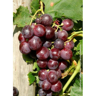 VIGNE DE TABLE CARDINAL