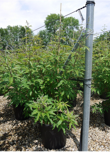 VITEX agnus-castus f.latifolia En pot de 35-50 litres