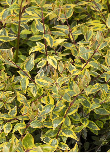 ABELIA SUNSHINE DAYDREAM