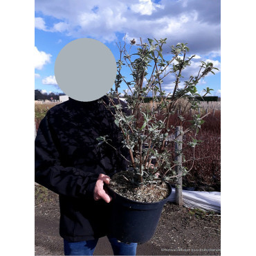 BUDDLEJA davidii RÊVE PAPILLON En pot de 10-12 litres