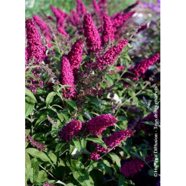 BUDDLEJA davidii RÊVE DE PAPILLON RED