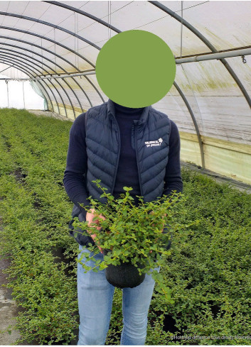 CEANOTHUS thyrsiflorus REPENS En pot de 3-4 litres