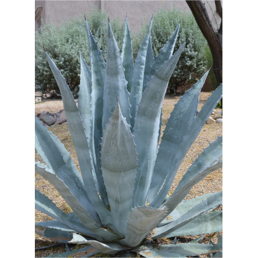 AGAVE americana