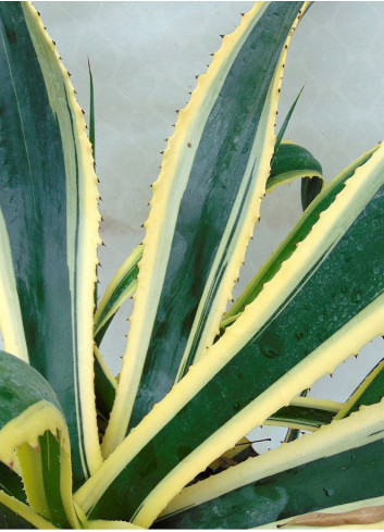 AGAVE americana VARIEGATA