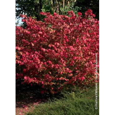 EUONYMUS alatus COMPACTUS