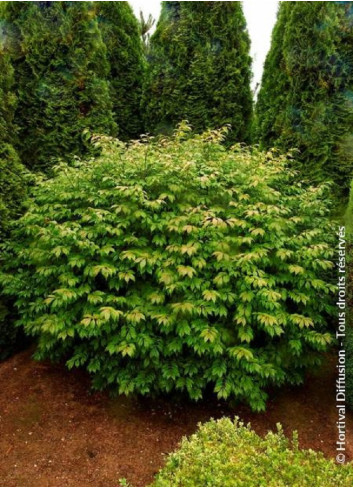 EUONYMUS alatus COMPACTUS