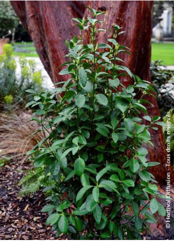 EUONYMUS japonicus GREEN MILLENIUM