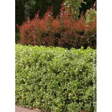 EUONYMUS japonicus PRESIDENT GAUTHIER