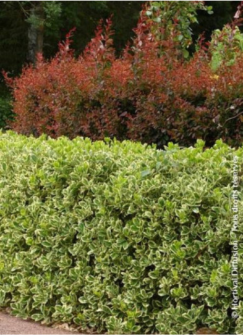 EUONYMUS japonicus PRESIDENT GAUTHIER