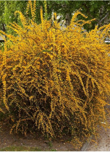 BERBERIS stenophylla