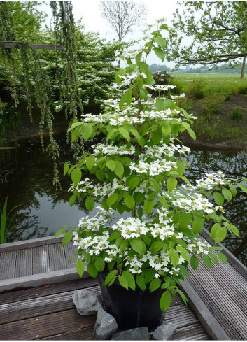 VIBURNUM plicatum tomentosum KILIMANDJARO®
