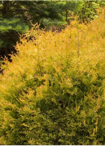 THUJA occidentalis RHEINGOLD