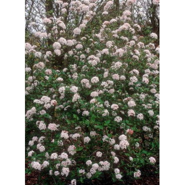 VIBURNUM burkwoodii MOHAWK