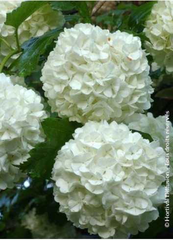 VIBURNUM opulus ROSEUM