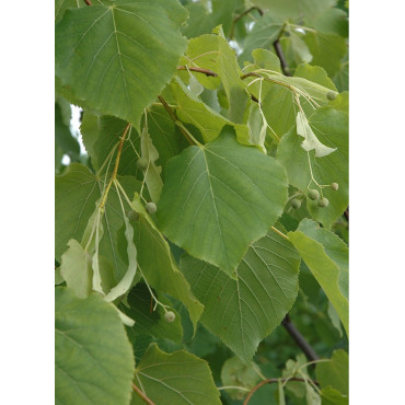 TILIA cordata