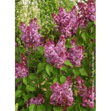 SYRINGA PRINCESSE STURDZA1