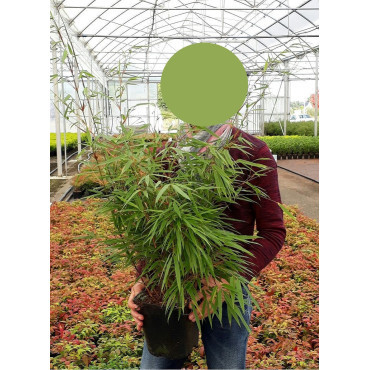 FARGESIA RUFA En pot de 4-5 litres