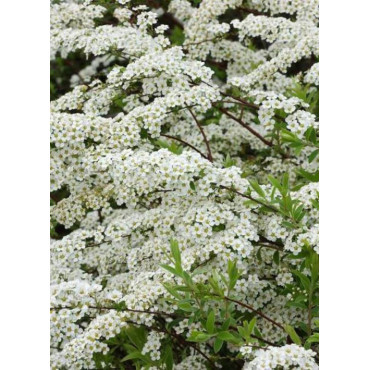SPIRAEA arguta