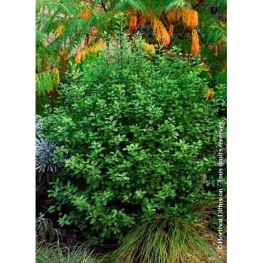 PITTOSPORUM tenuifolium EMERALD DOME