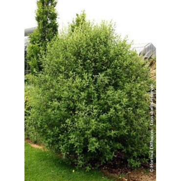 PITTOSPORUM tenuifolium