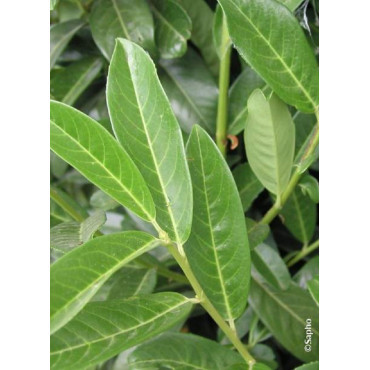 PRUNUS laurocerasus GENOLIA