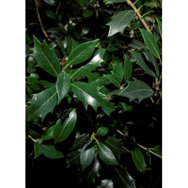 OSMANTHUS heterophyllus