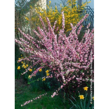 PRUNUS triloba MULTIPLEX