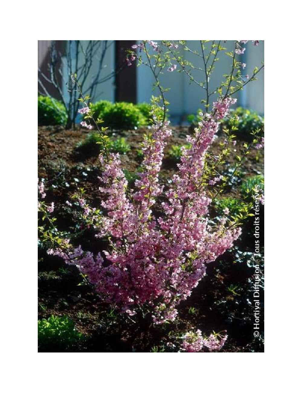 PRUNUS subhirtella FUKUBANA