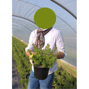 POTENTILLA fruticosa KOBOLD En pot de 4-5 litres