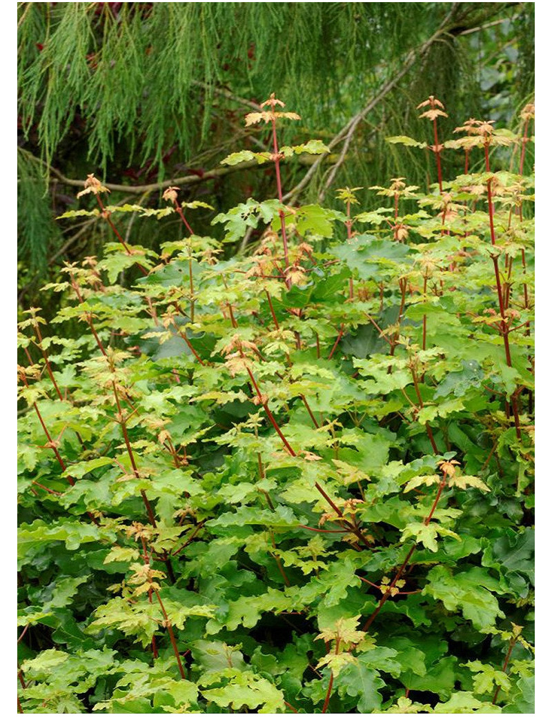 ACER campestre NANUM