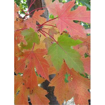 ACER freemanii CELEBRATION