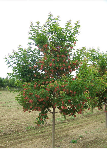 ACER ginnala